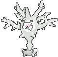 Cursola